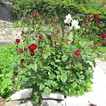 Apartment Ana *